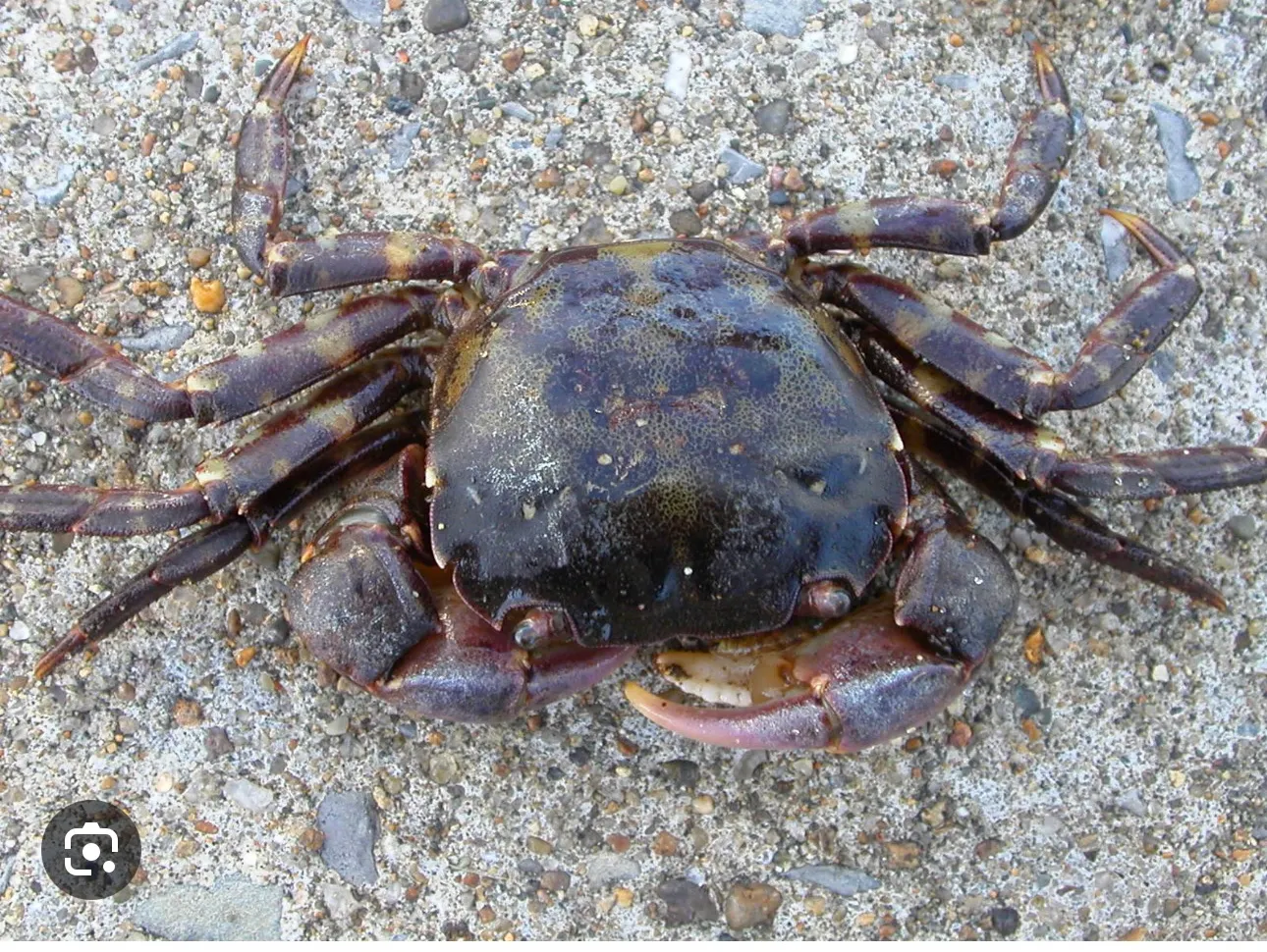 Shellfish