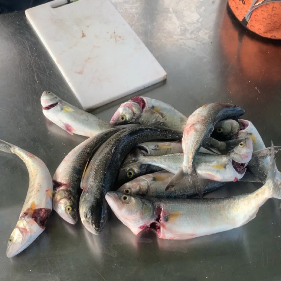 Eastern Australian salmon caught on Fishbrain