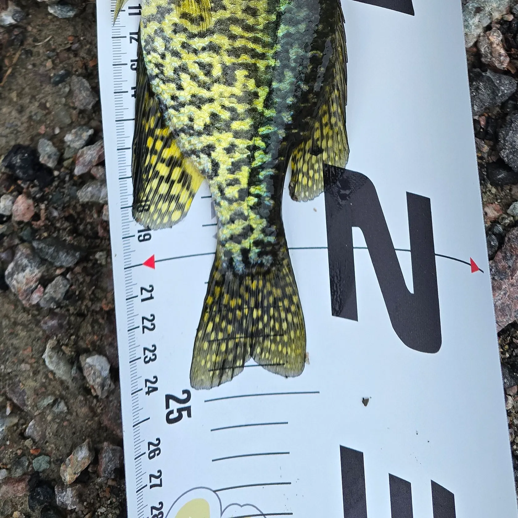 Black crappie caught on Fishbrain
