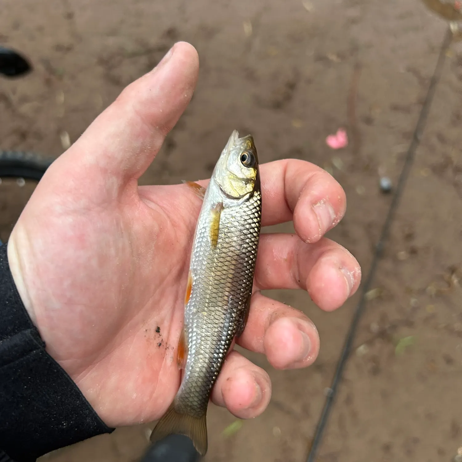 European chub caught on Fishbrain