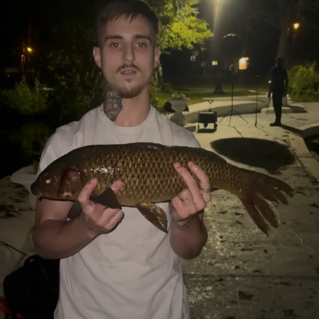 Common carp caught on Fishbrain