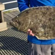 The most recent Southern flounder catches on Fishbrain