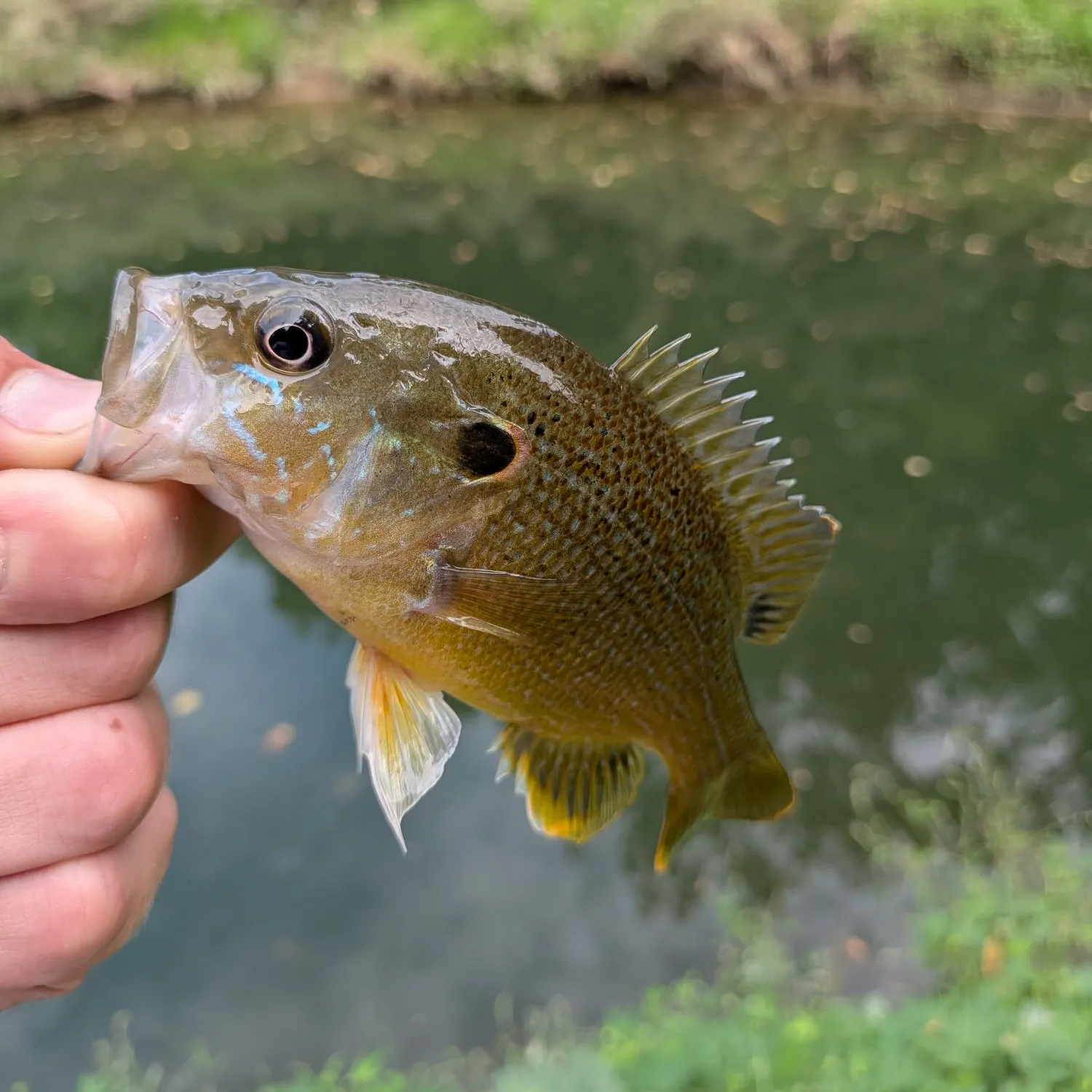 Green sunfish caught on Fishbrain