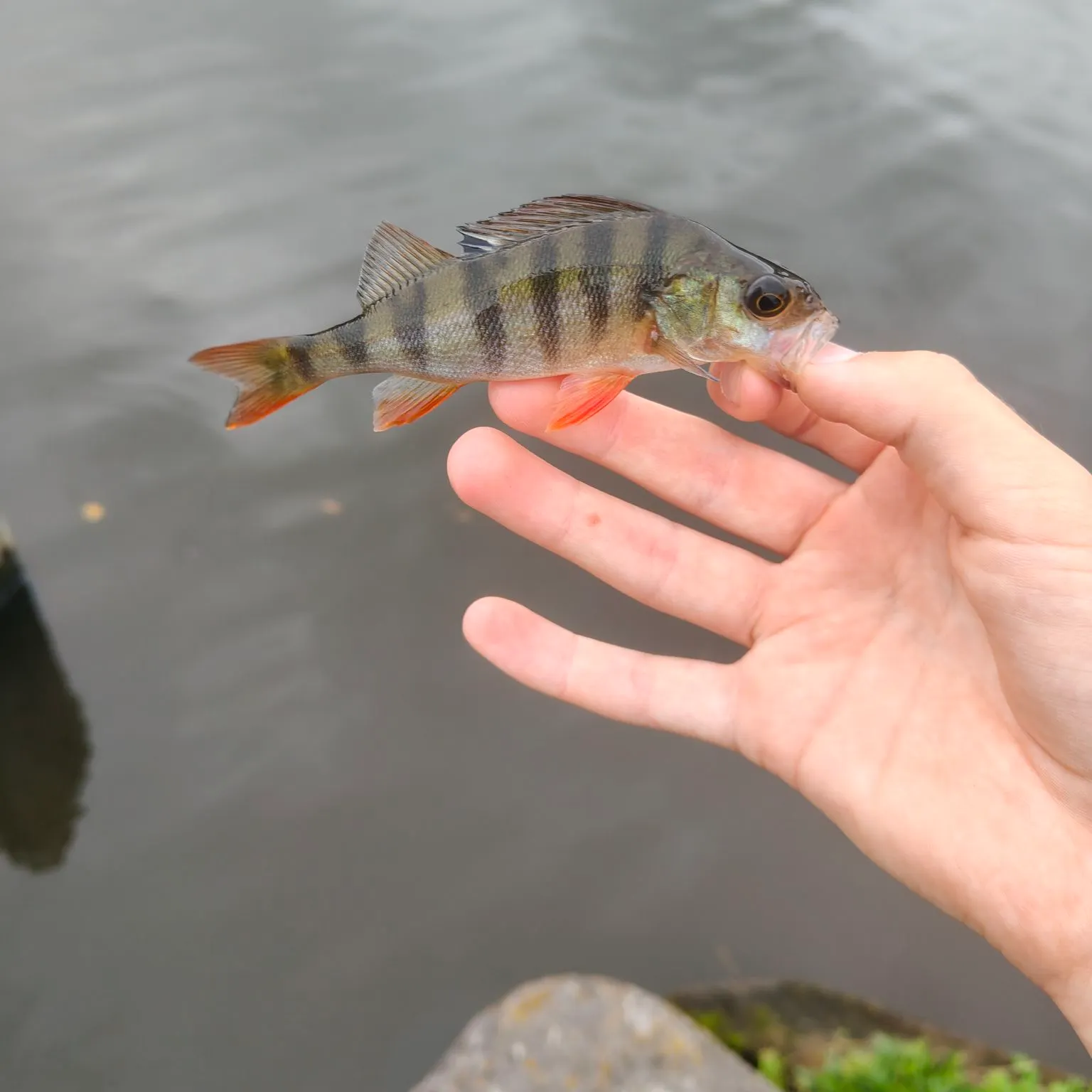 European perch caught on Fishbrain