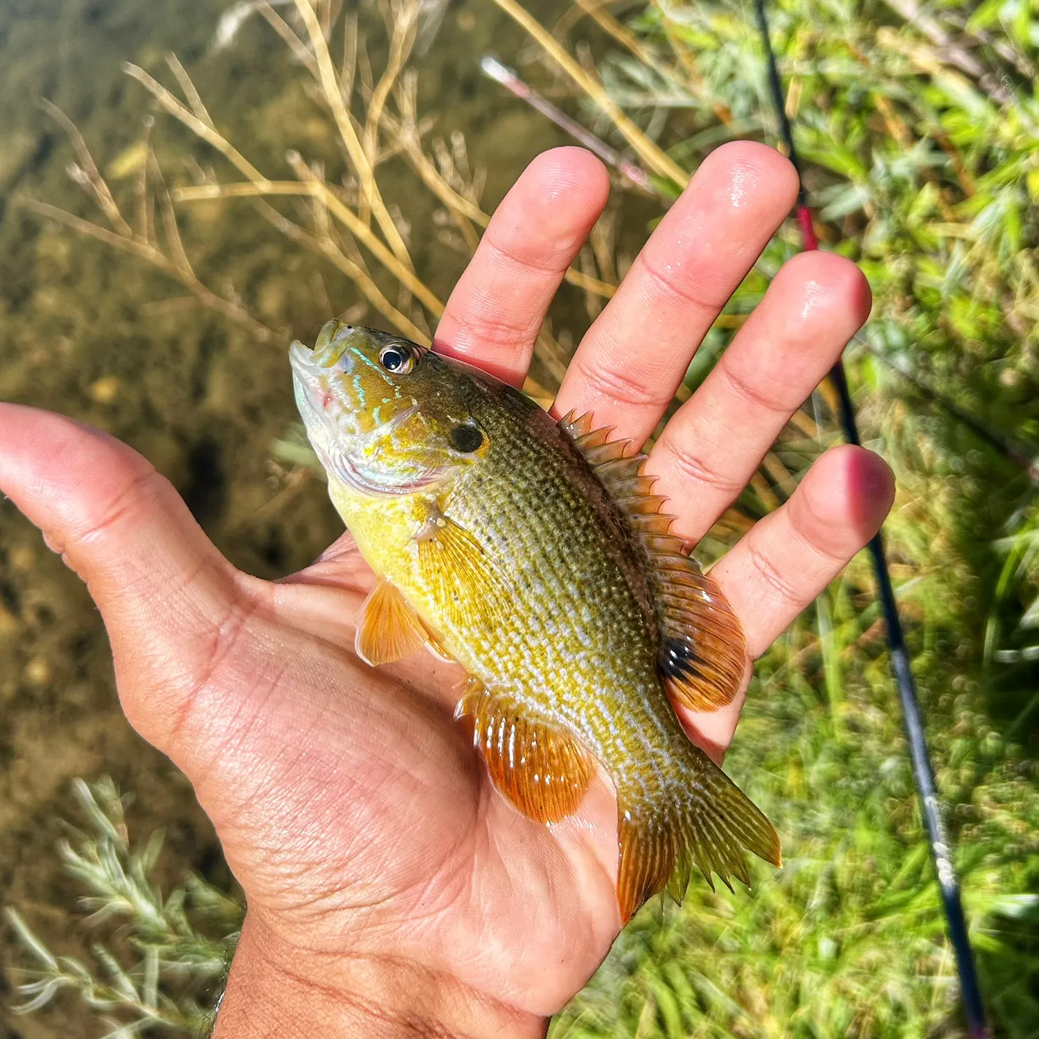 Green sunfish caught on Fishbrain