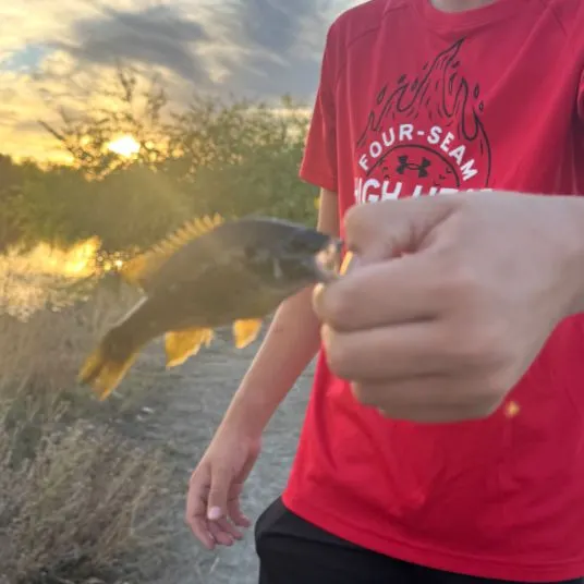 Green sunfish caught on Fishbrain