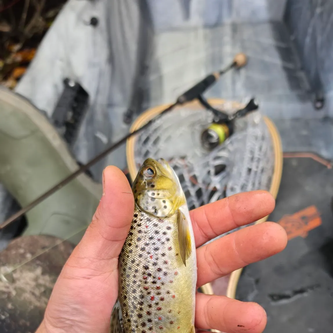Brown trout caught on Fishbrain