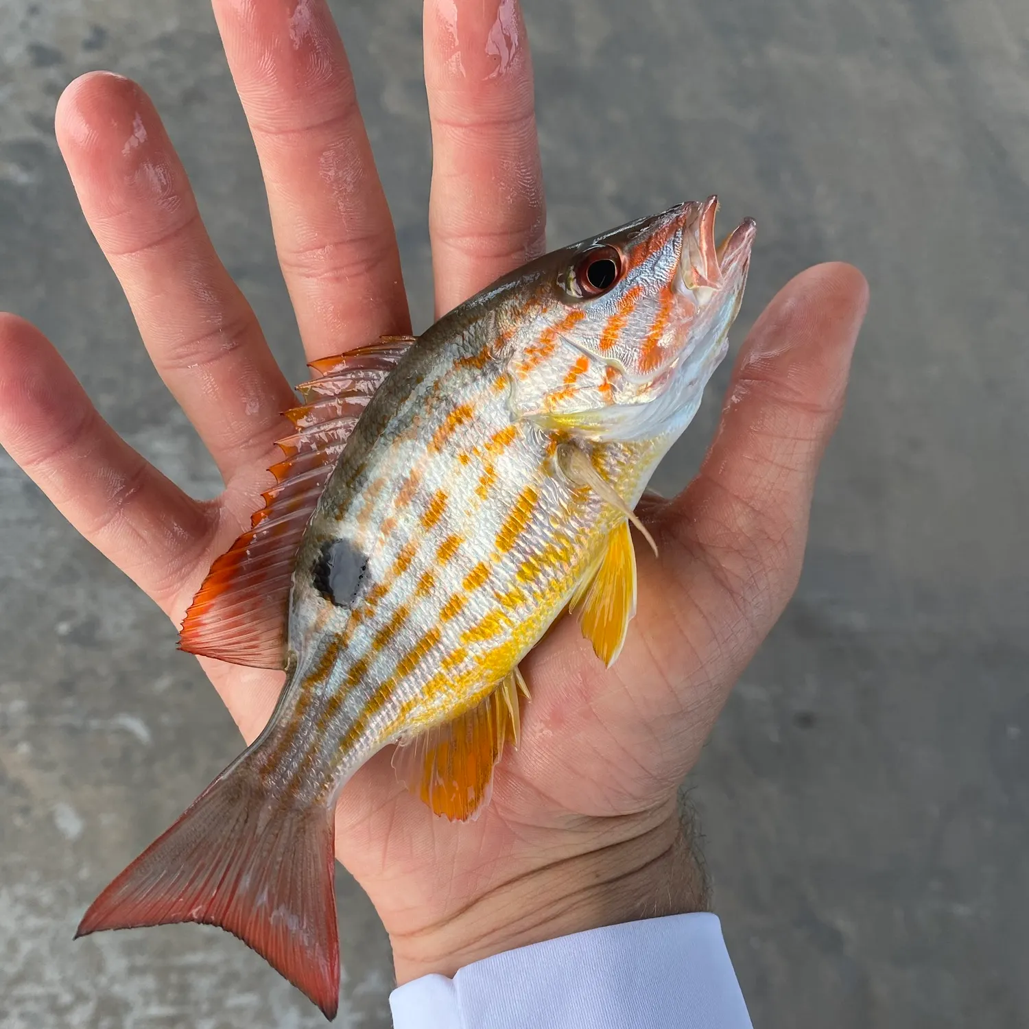 The most recent Lane snapper catches on Fishbrain