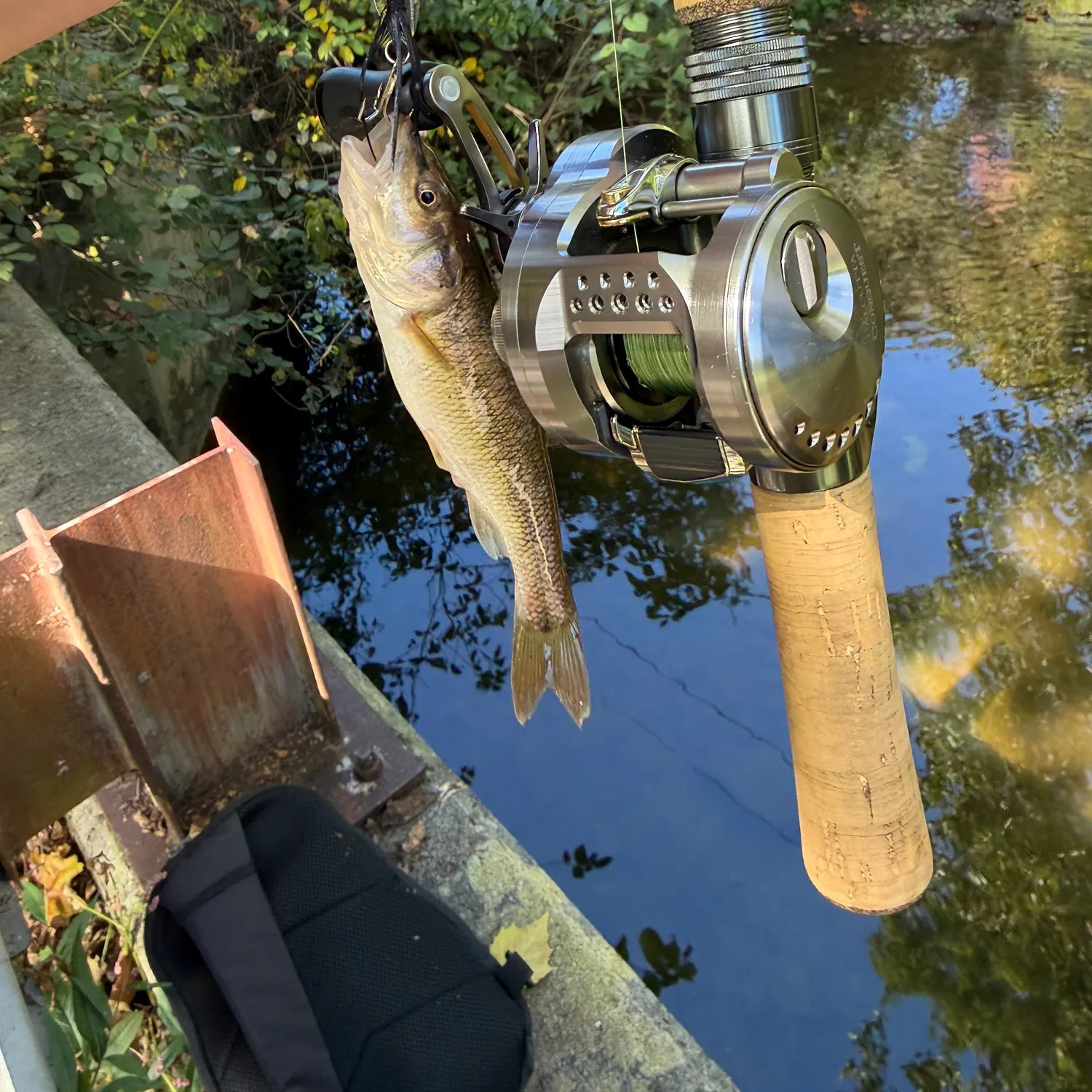 Creek chub caught on Fishbrain