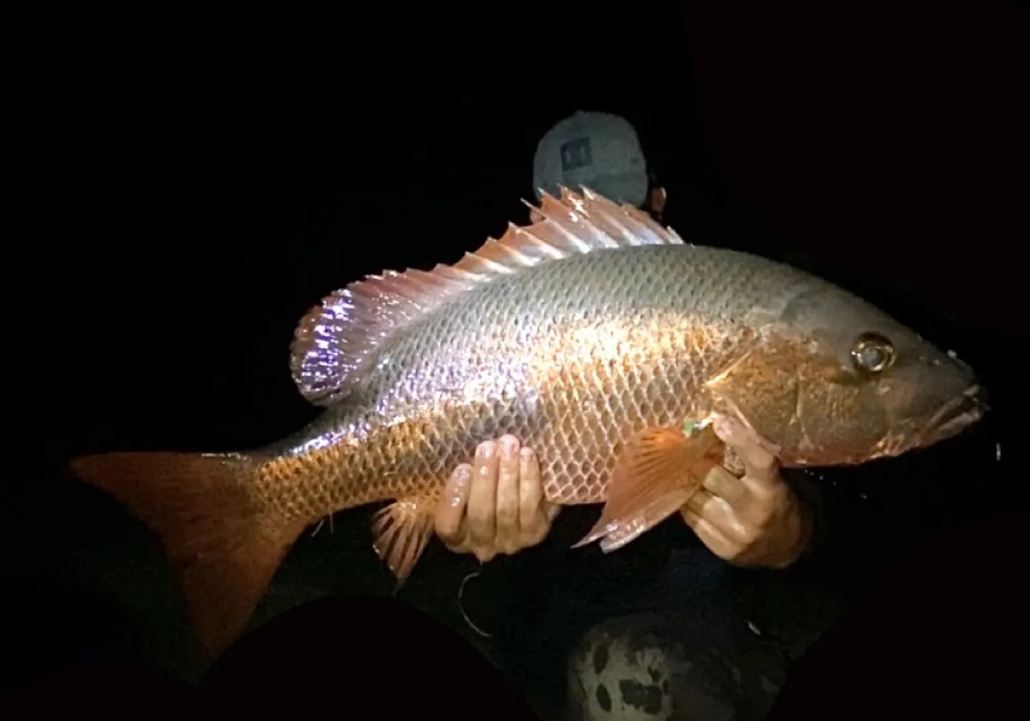 Mangrove red snapper