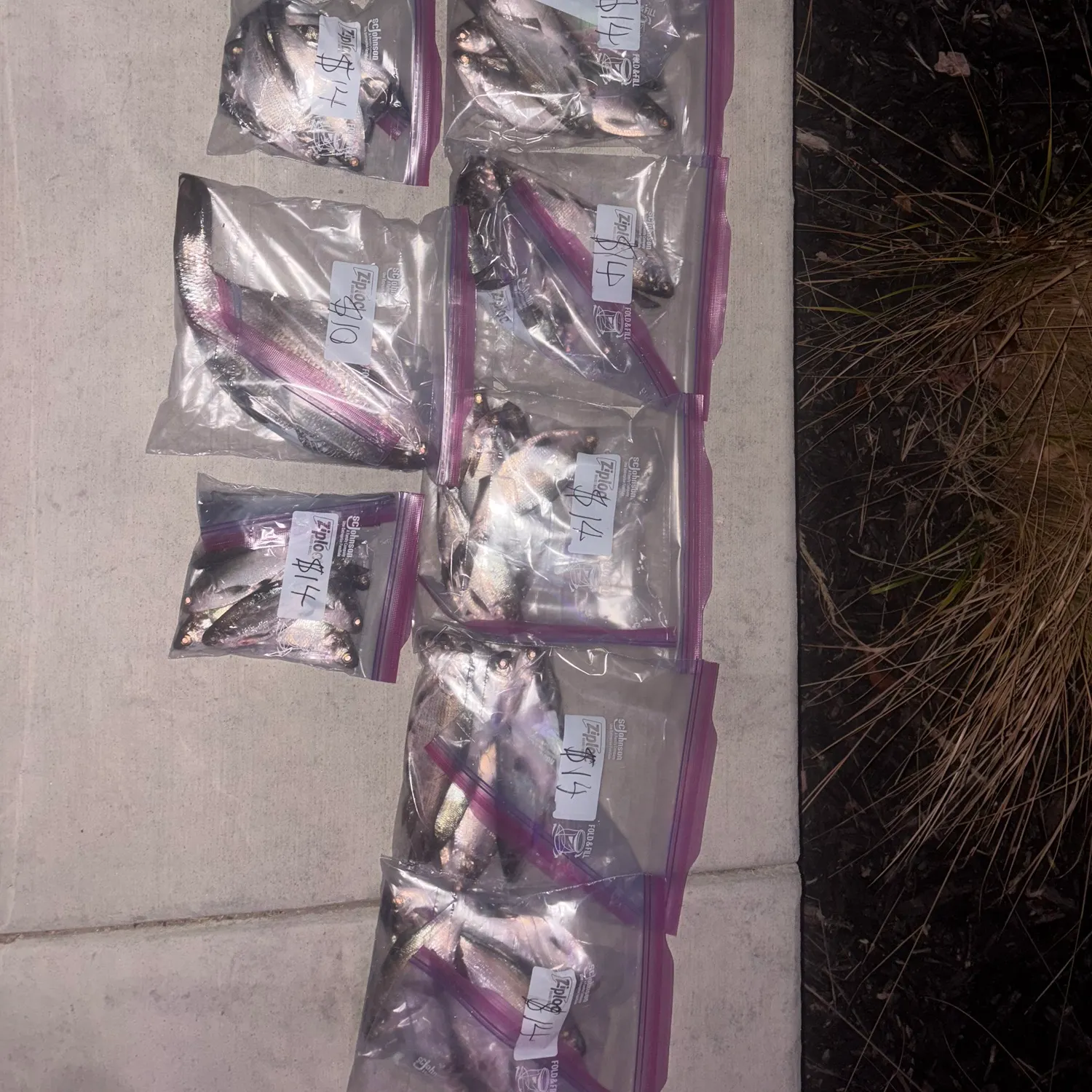 recently logged catches