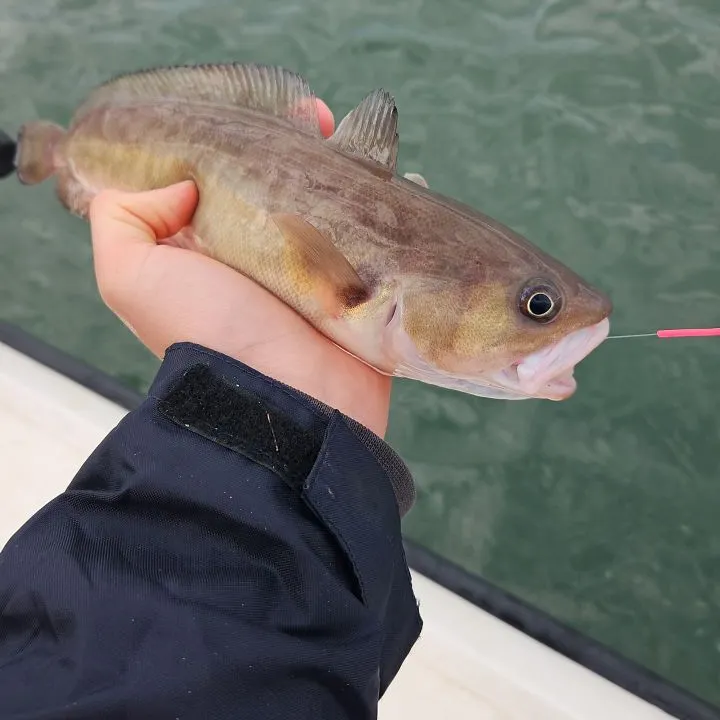 The most recent Rock cod catches on Fishbrain