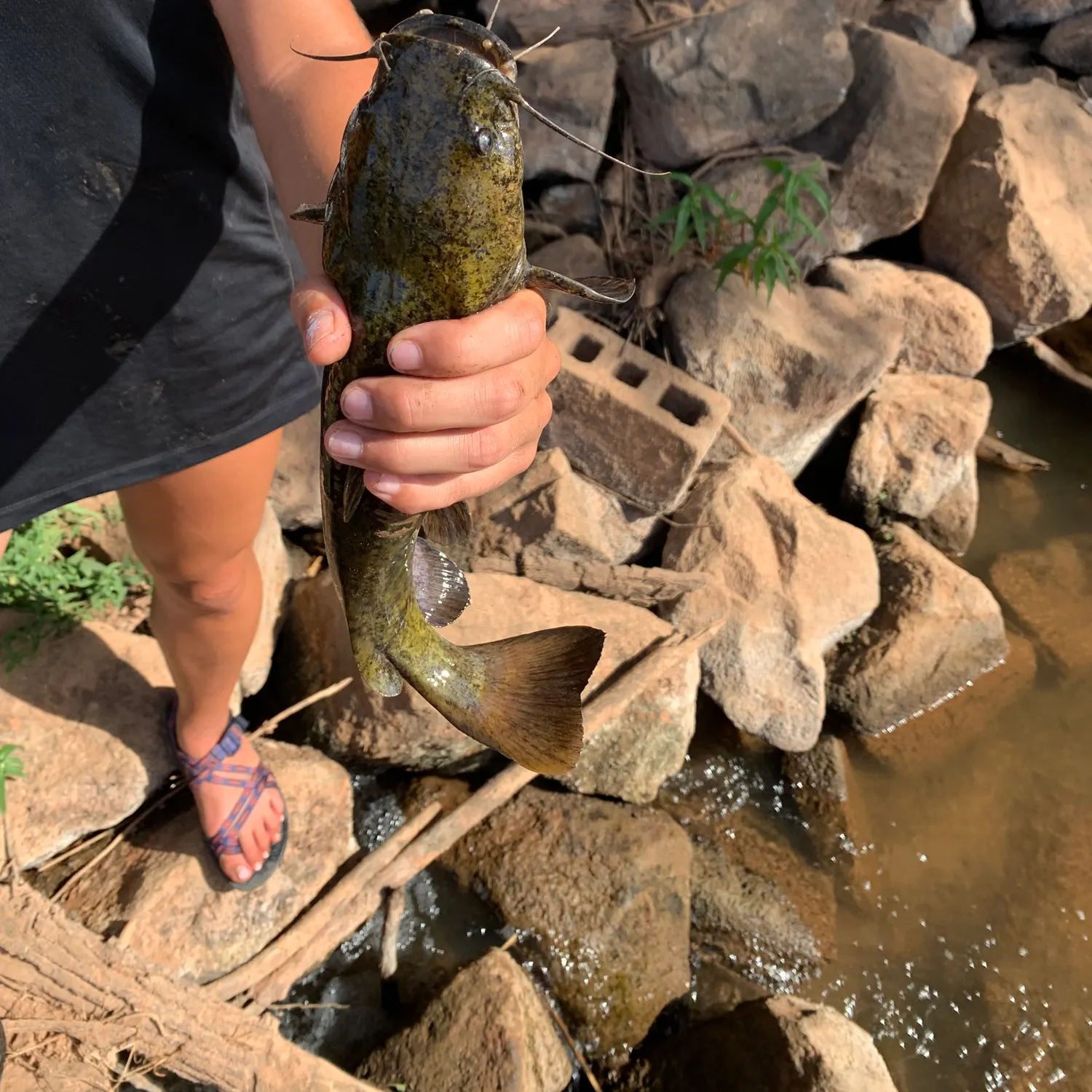 Brown bullhead caught on Fishbrain