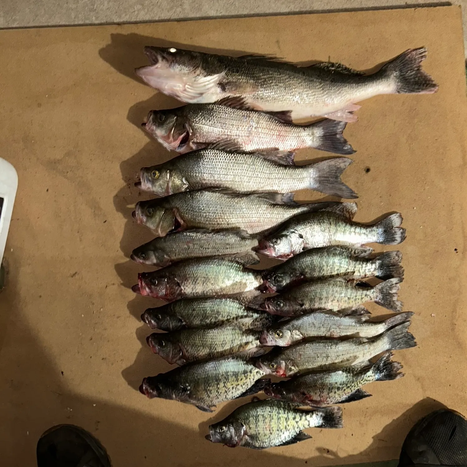 recently logged catches