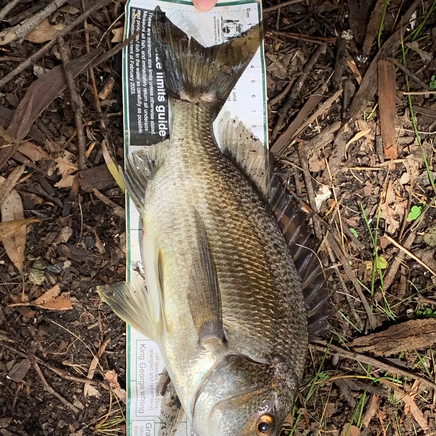 Southern black bream caught on Fishbrain