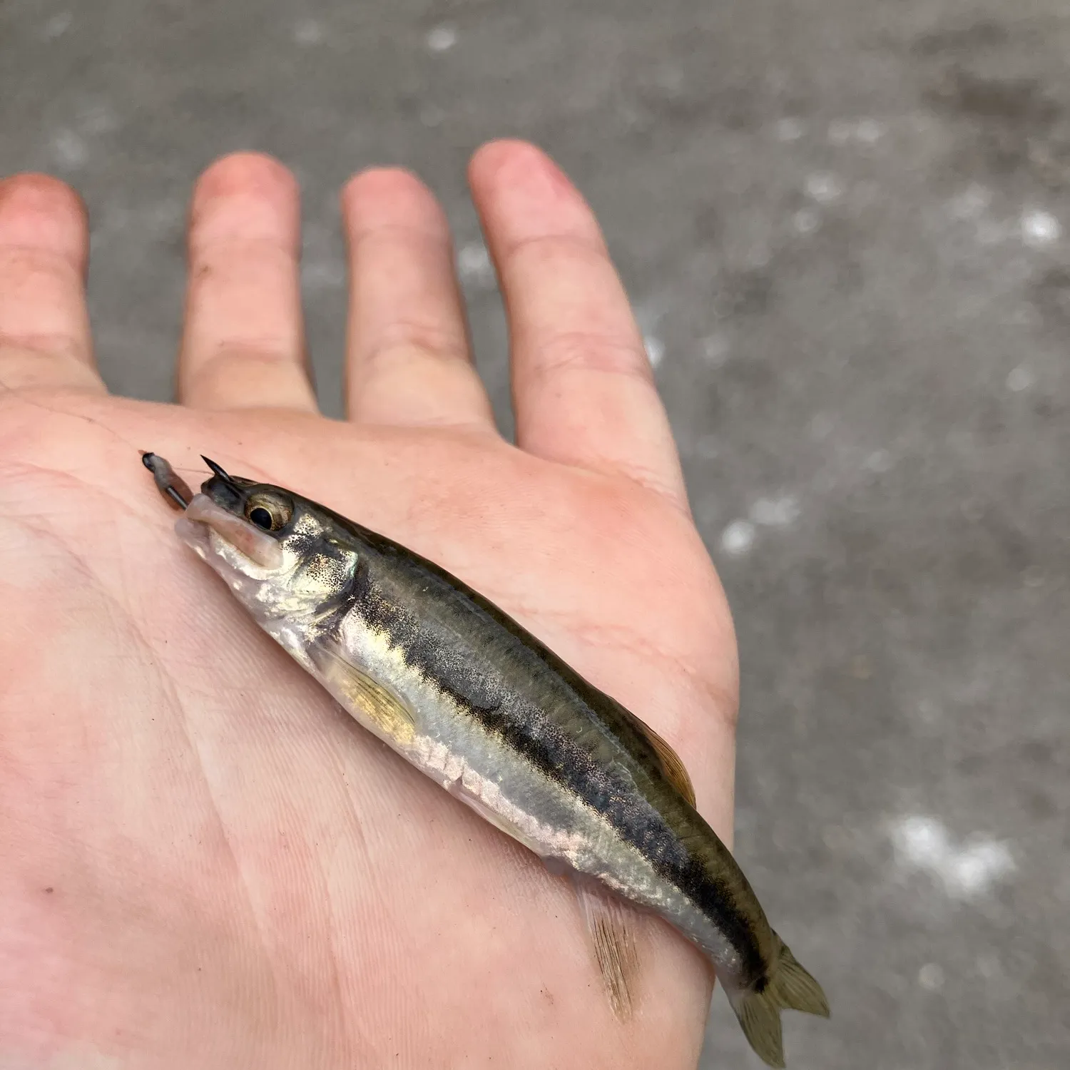 Fathead minnow caught on Fishbrain