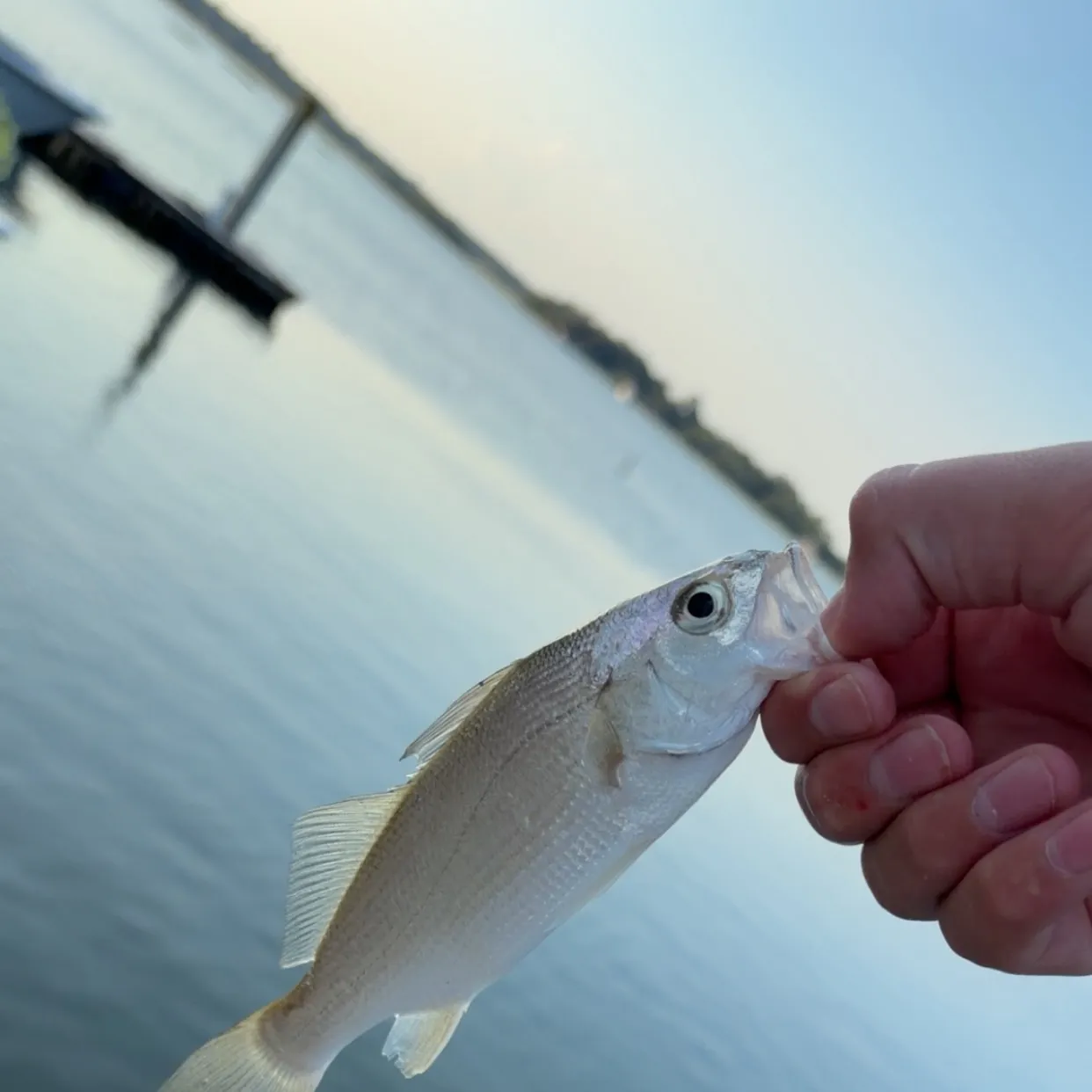 Silver seatrout caught on Fishbrain