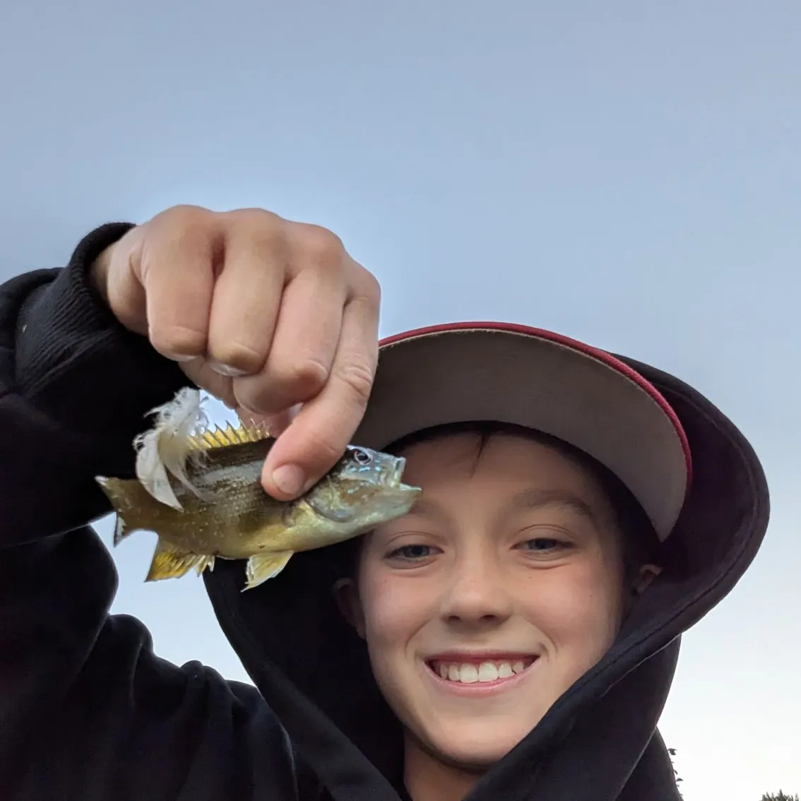 Green sunfish caught on Fishbrain