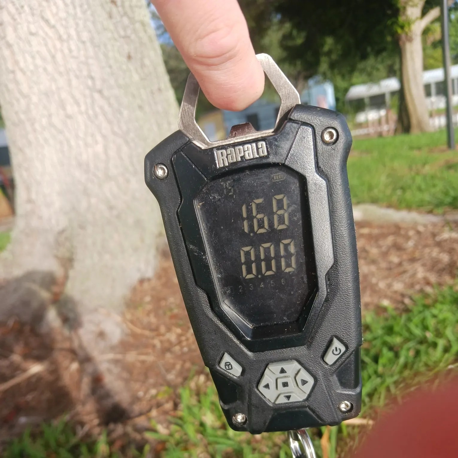 The most recent Orinoco sailfin catfish catches on Fishbrain