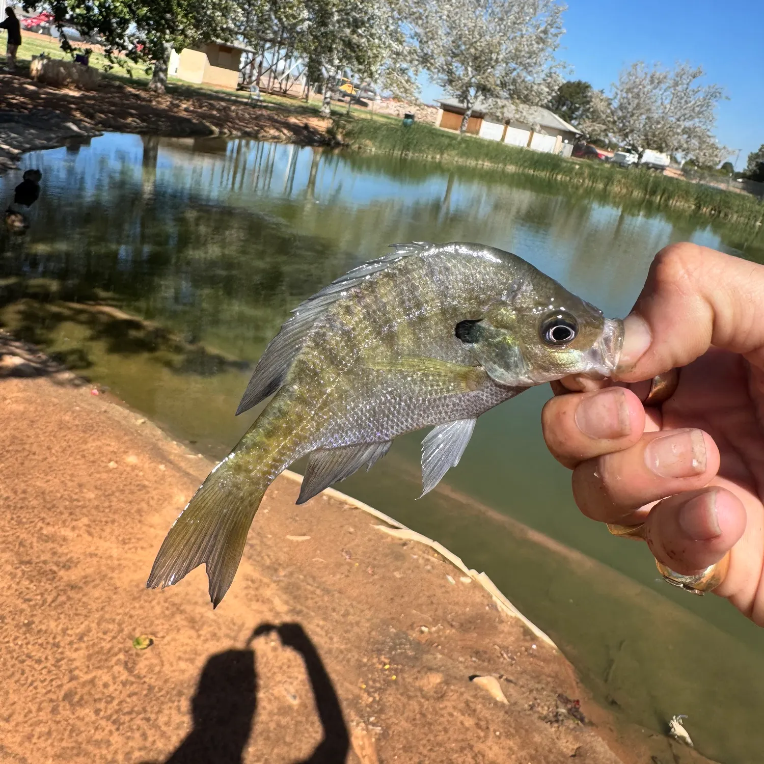 Bluegill caught on Fishbrain