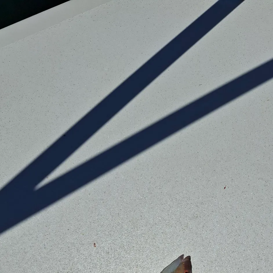 The most recent Lake sturgeon catches on Fishbrain