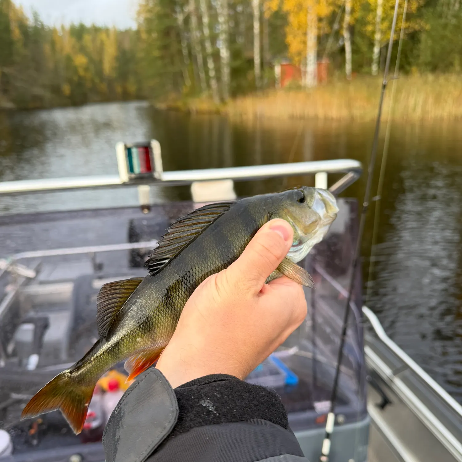 European perch caught on Fishbrain