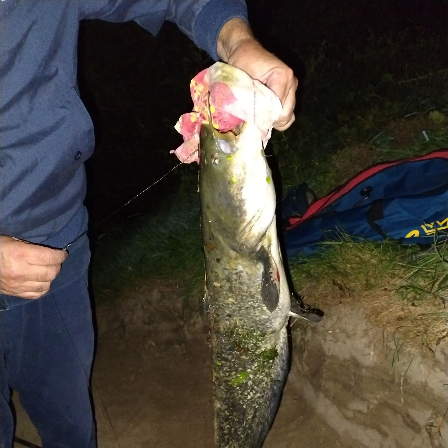 The most recent Wels catfish catches on Fishbrain
