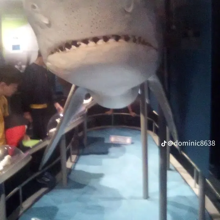 The most recent Tiger shark catches on Fishbrain