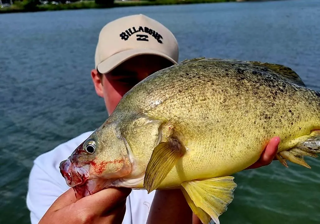 Golden perch