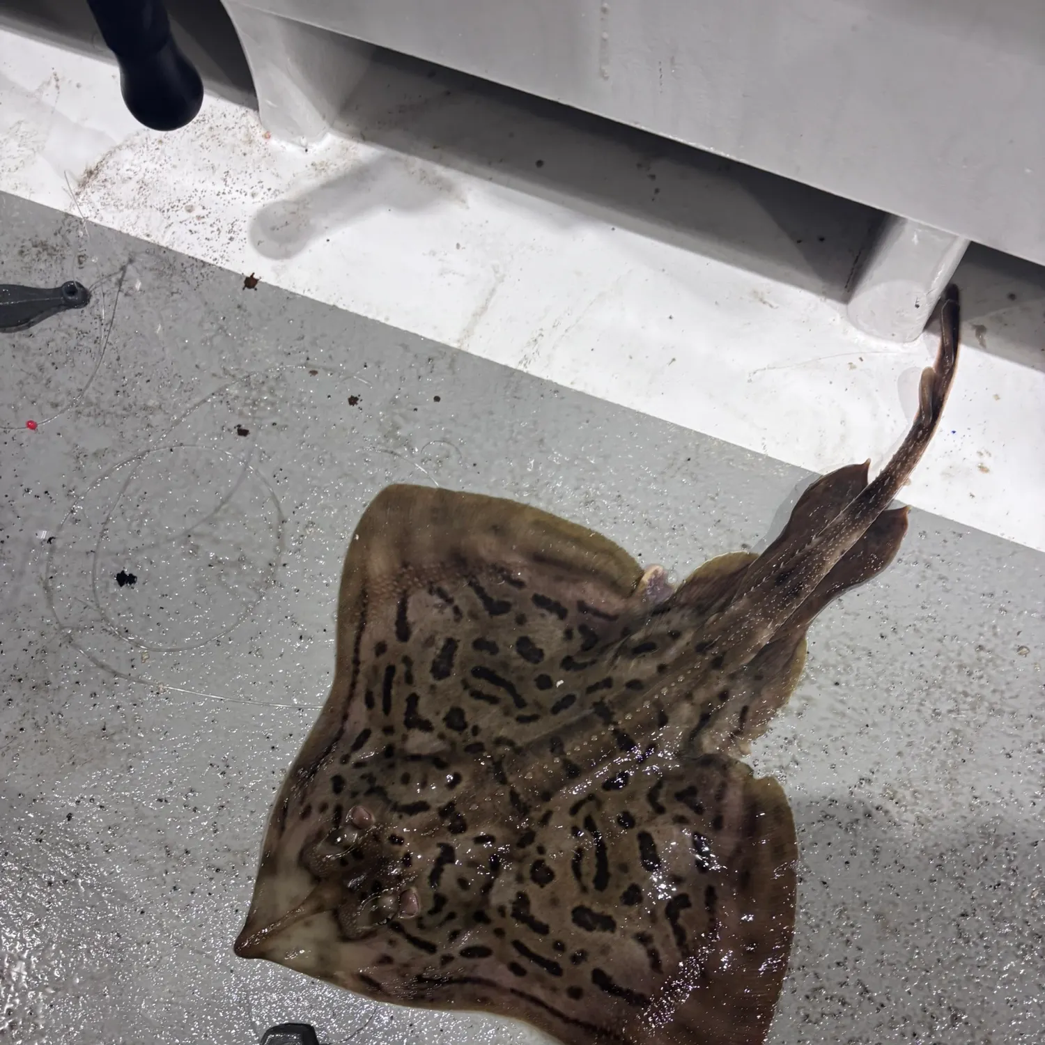 Clearnose skate caught on Fishbrain