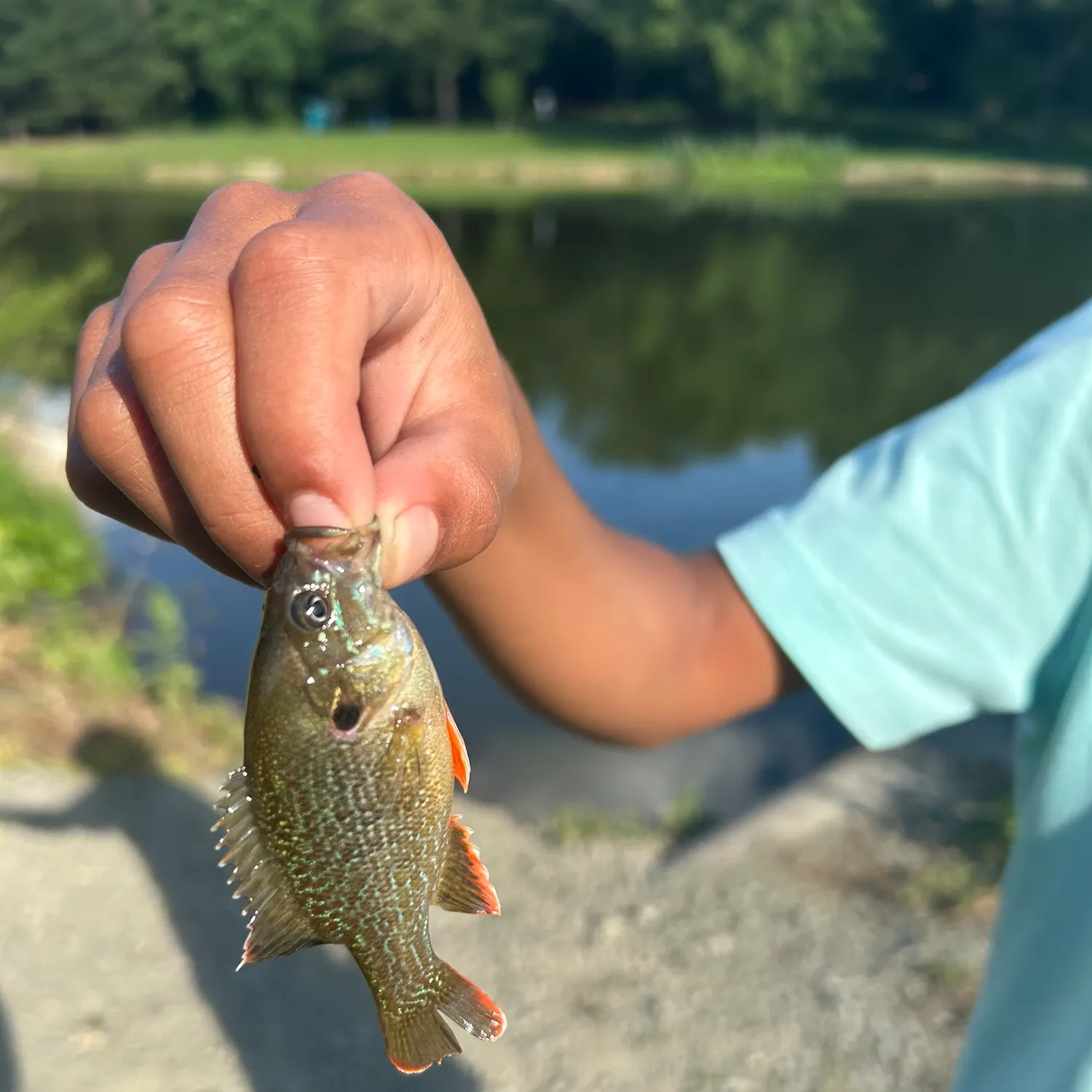 The most recent Pumpkinseed x green sunfish catches on Fishbrain