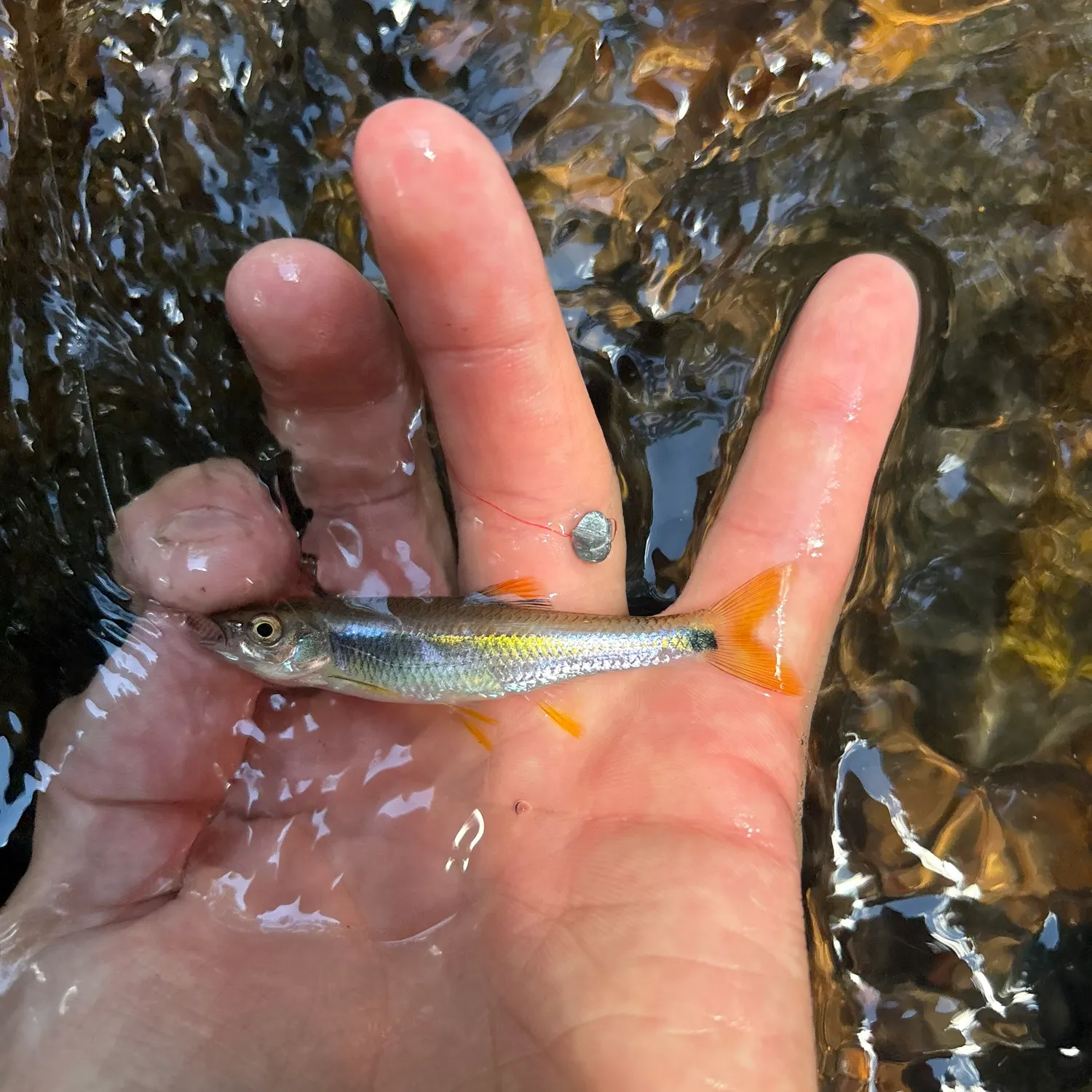 The most recent Tricolor shiner catches on Fishbrain