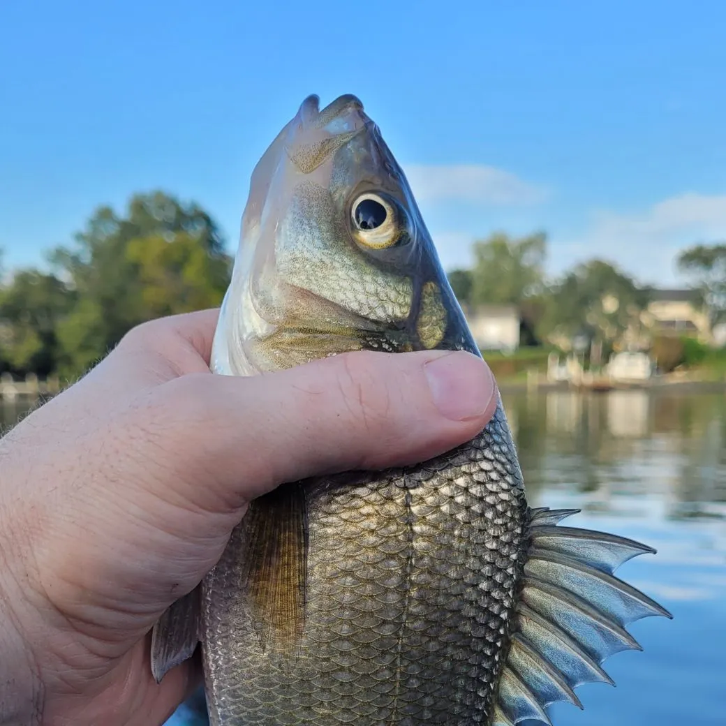 White perch caught on Fishbrain