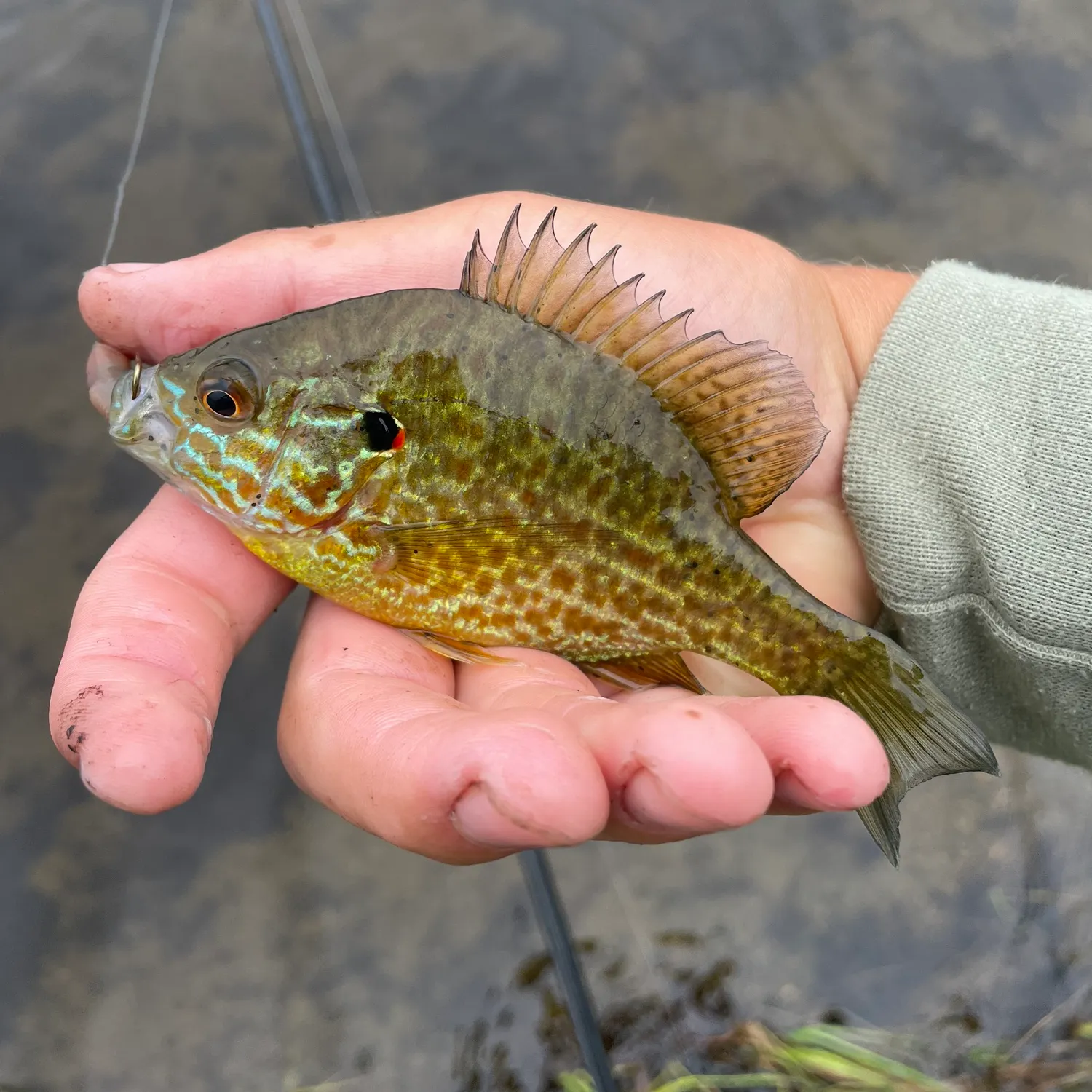 Pumpkinseed caught on Fishbrain