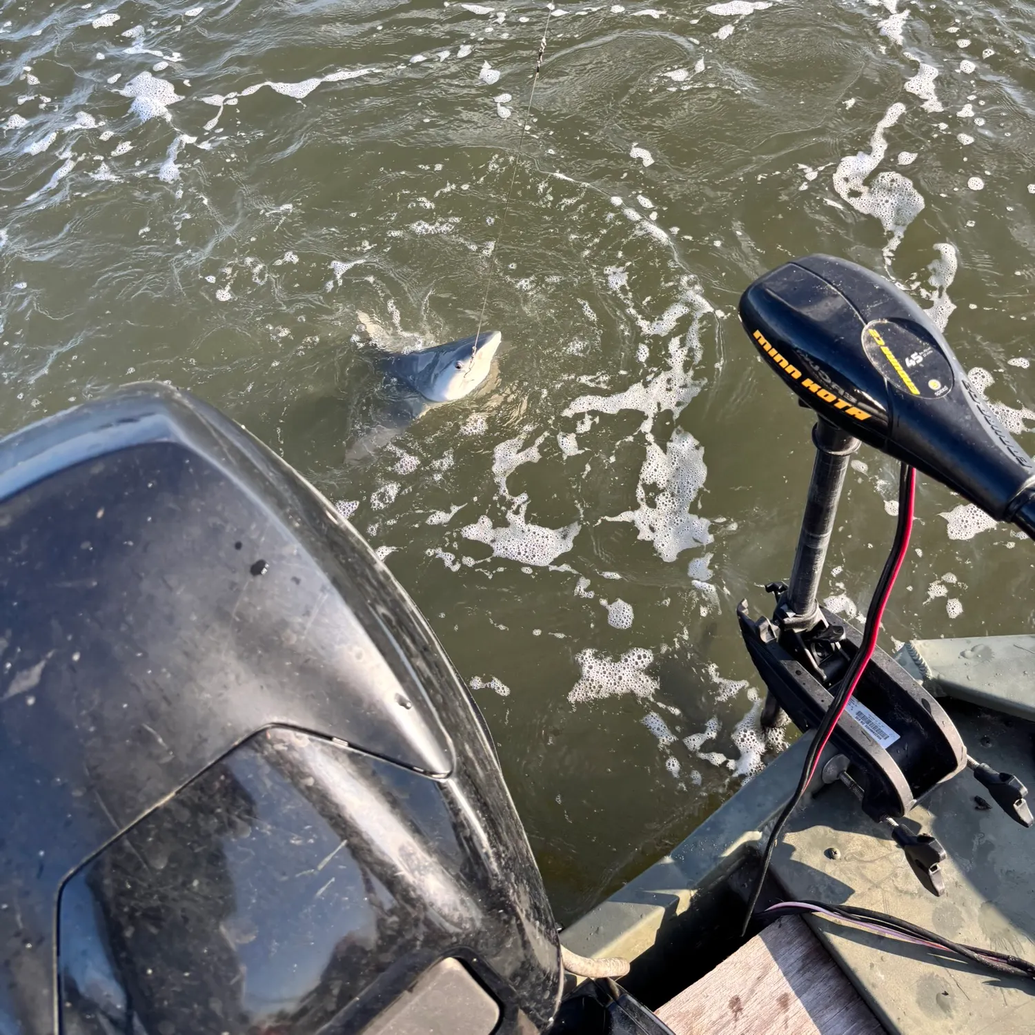 The most recent Blacktip shark catches on Fishbrain