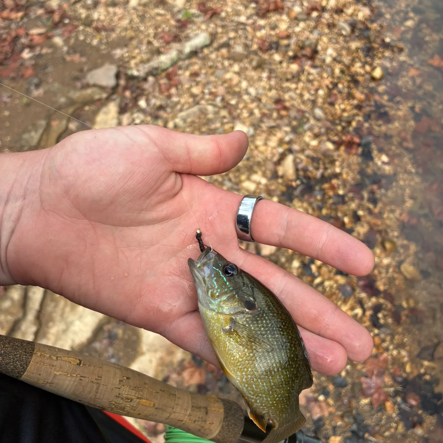 Green sunfish caught on Fishbrain