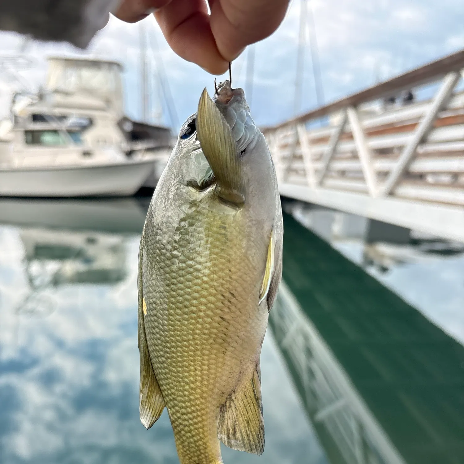 Opaleye caught on Fishbrain