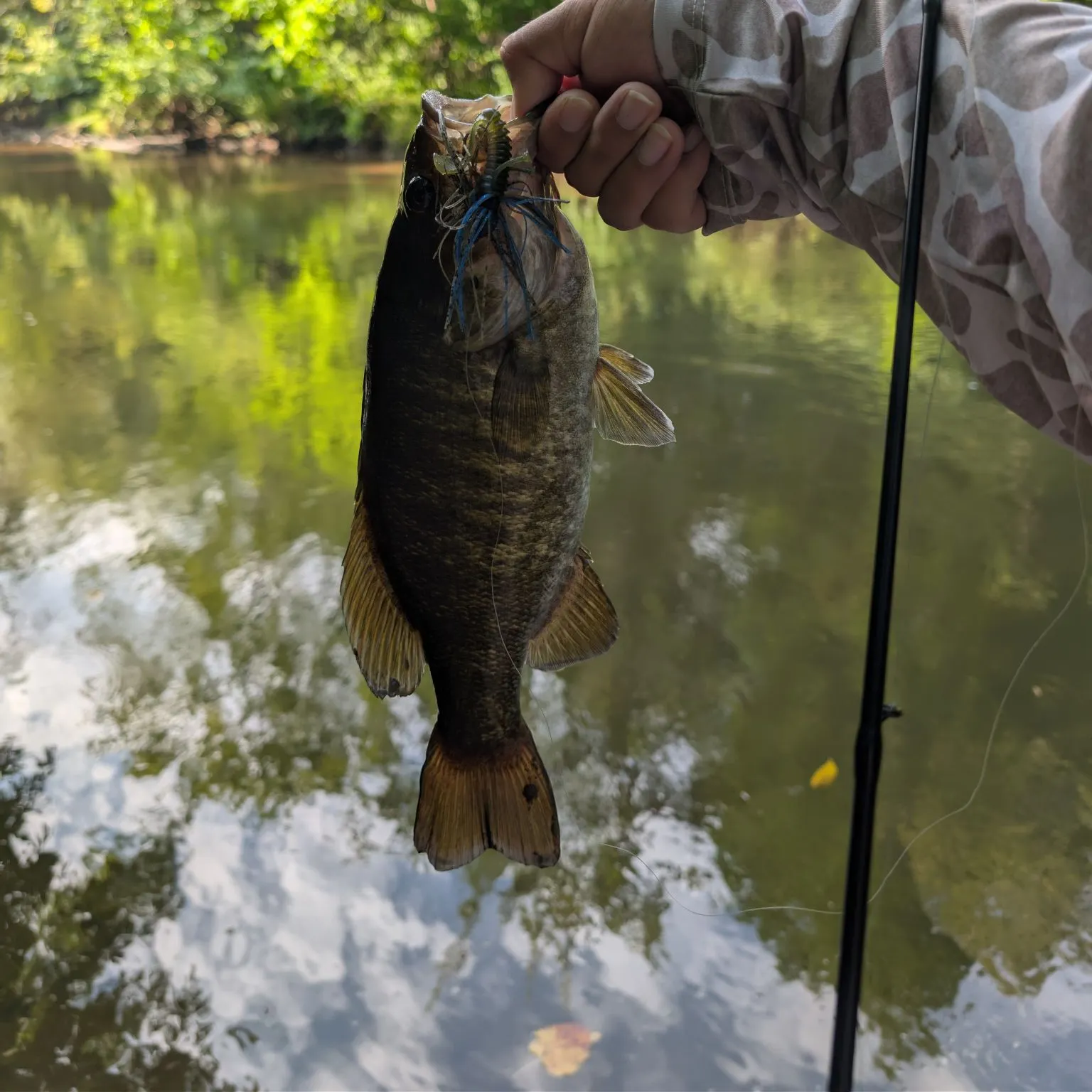 Smallmouth bass caught on Fishbrain