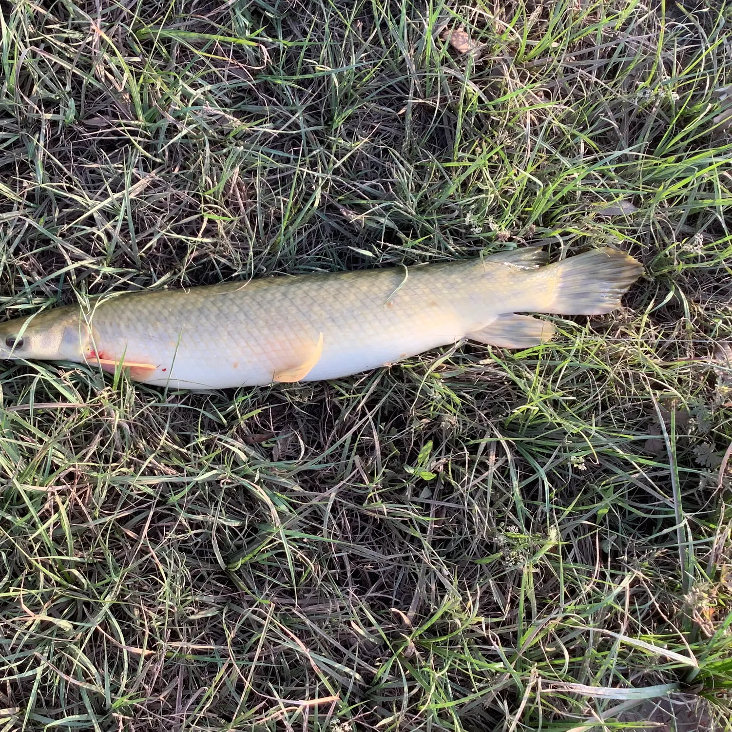 The most recent Shortnose gar catches on Fishbrain