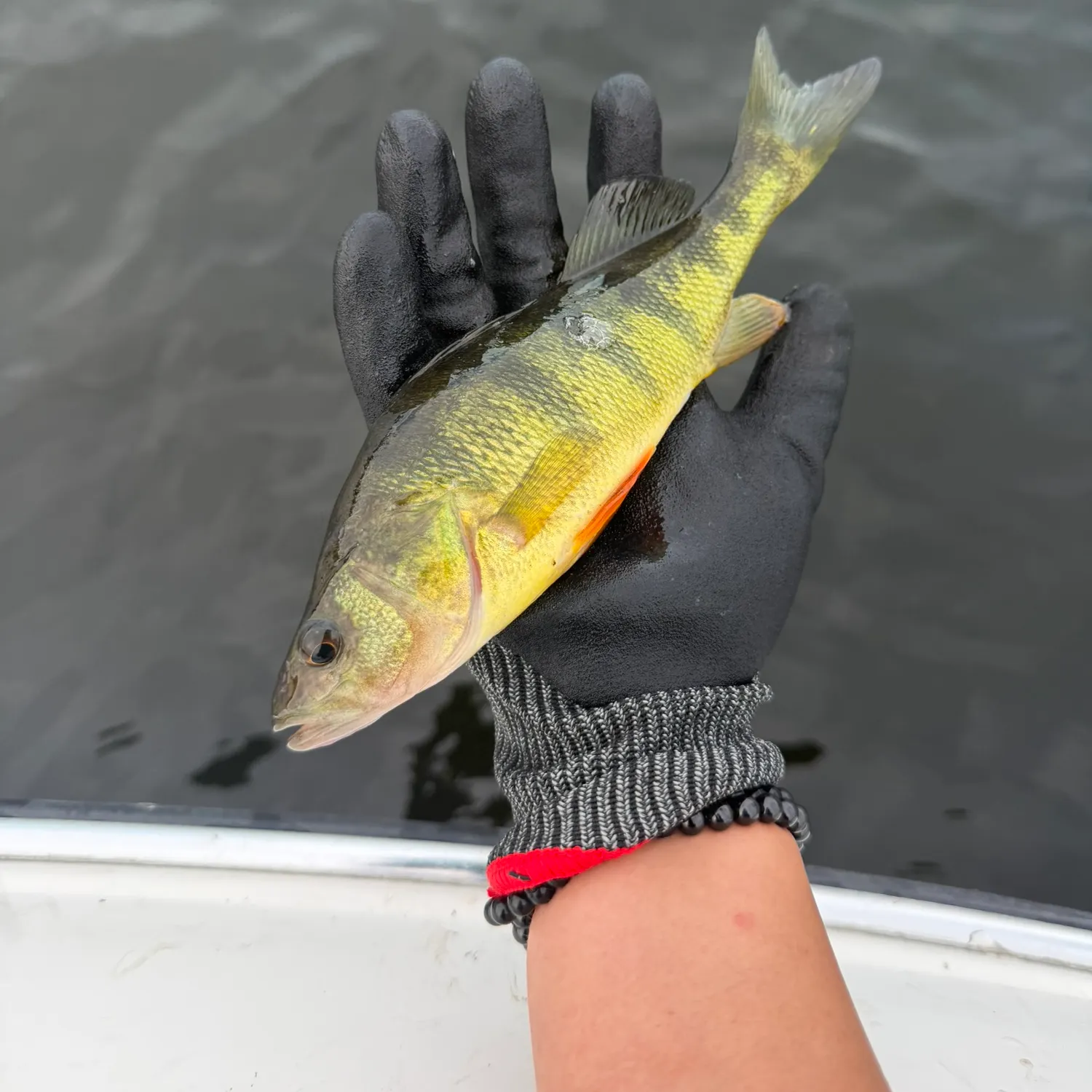 Yellow perch caught on Fishbrain