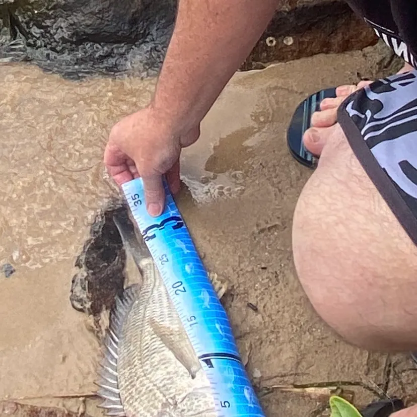 Surf bream caught on Fishbrain