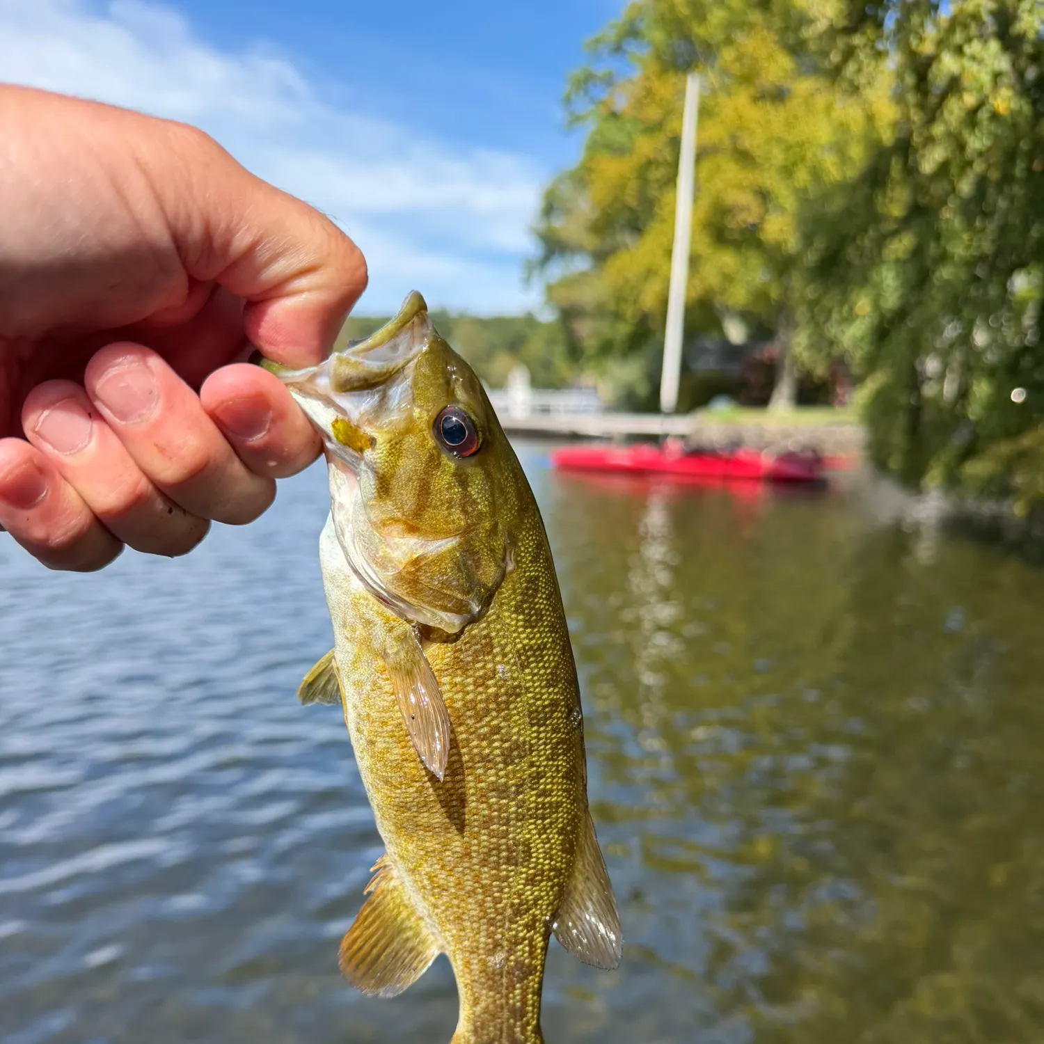 Smallmouth bass caught on Fishbrain