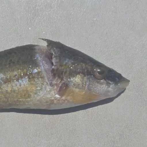 The most recent East Atlantic peacock wrasse catches on Fishbrain