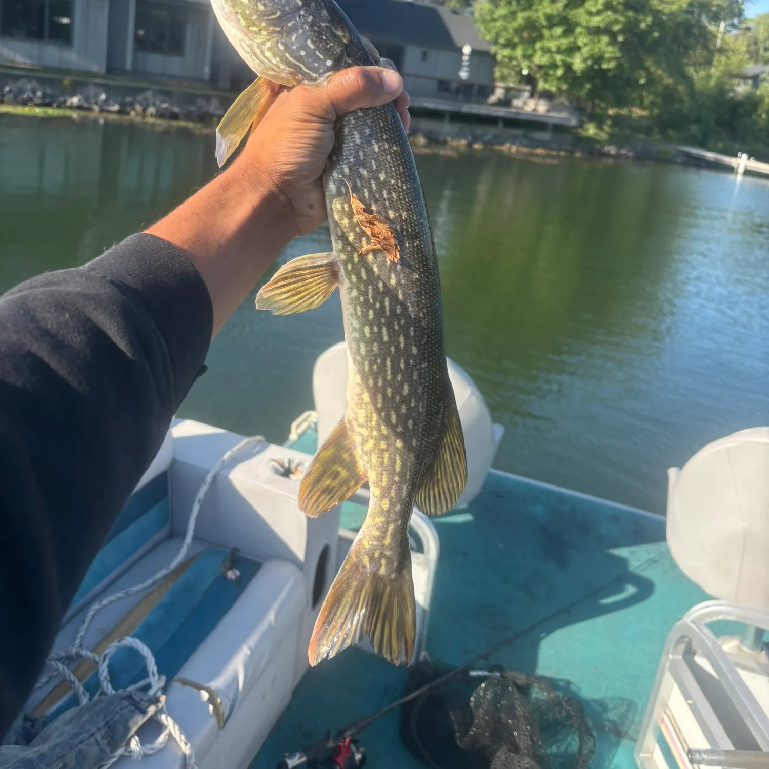 Northern pike caught on Fishbrain