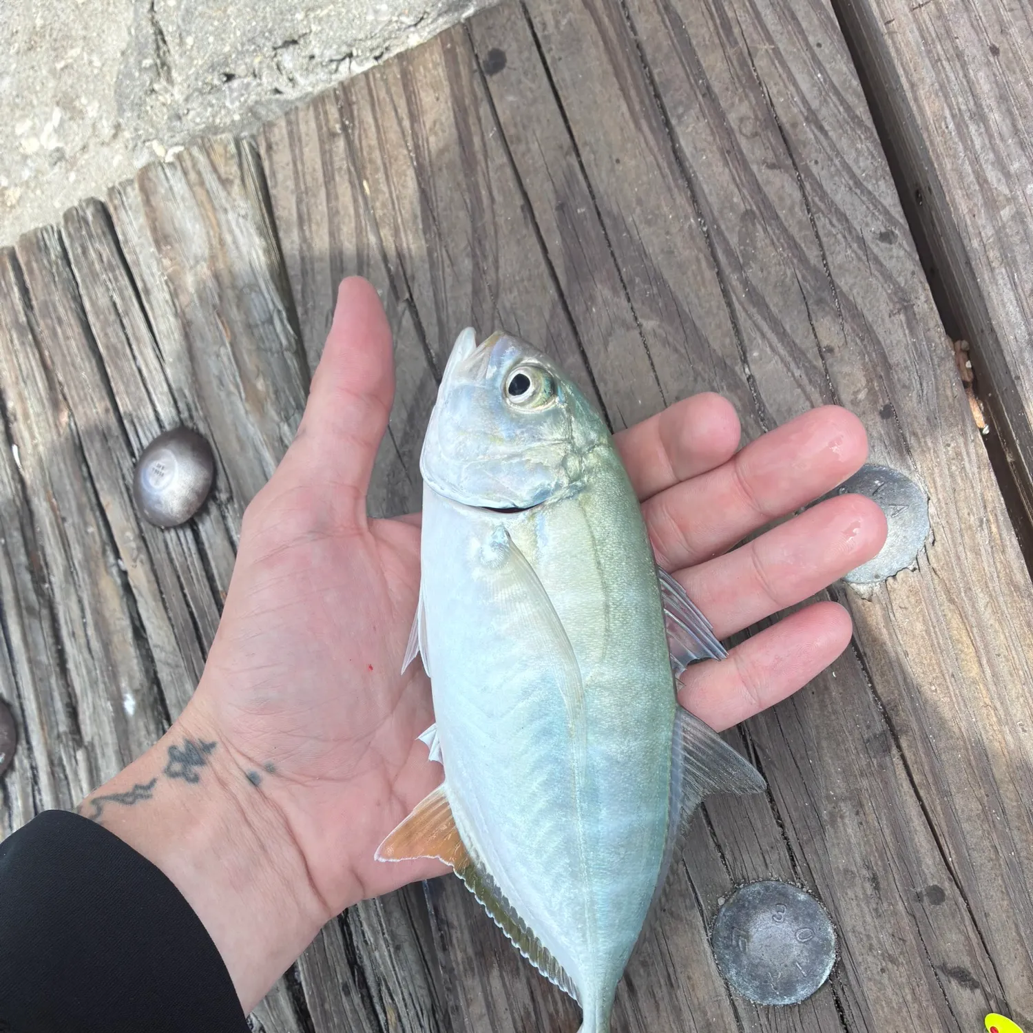 The most recent Blue runner catches on Fishbrain