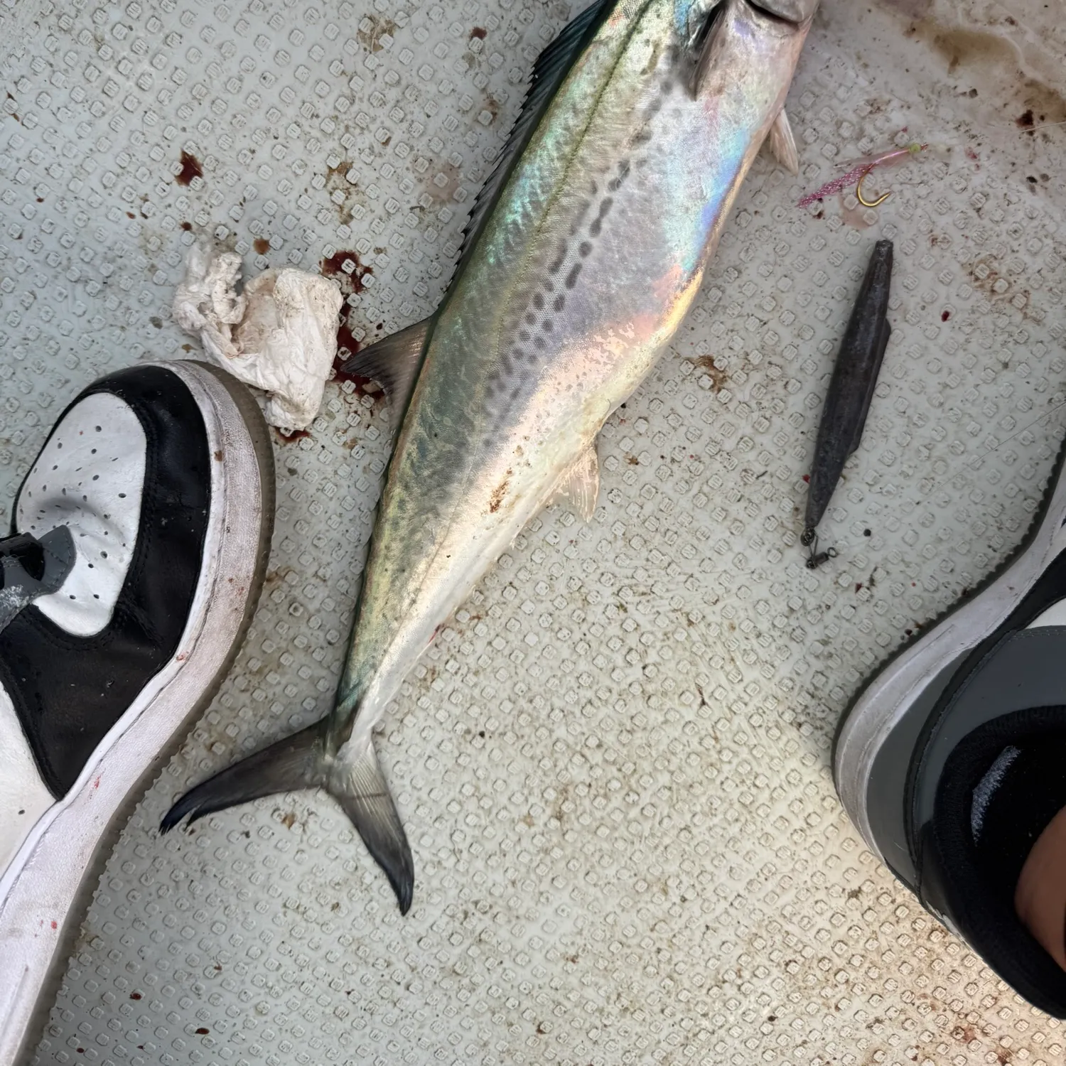 The most recent Blue mackerel catches on Fishbrain