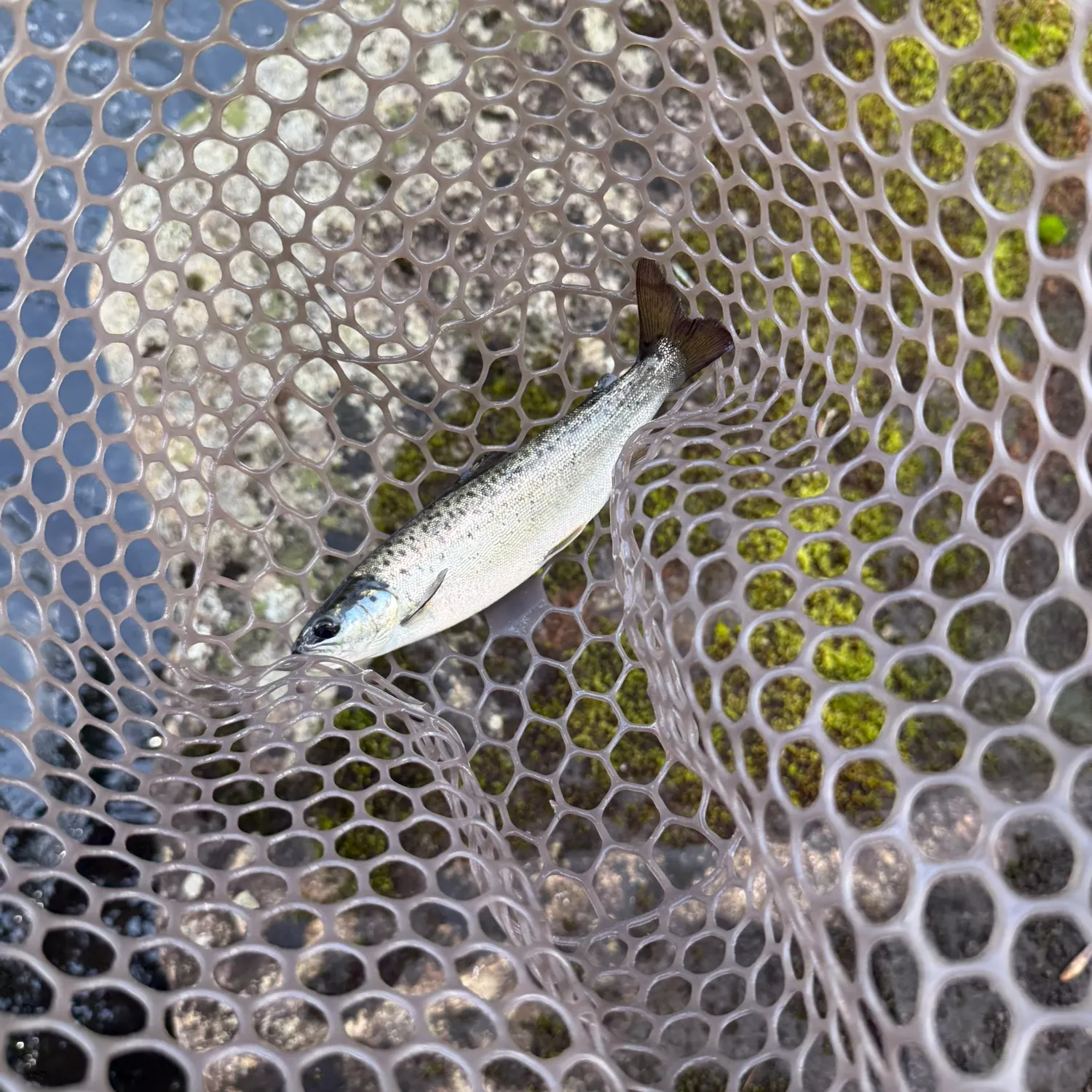 The most recent Landlocked atlantic salmon catches on Fishbrain