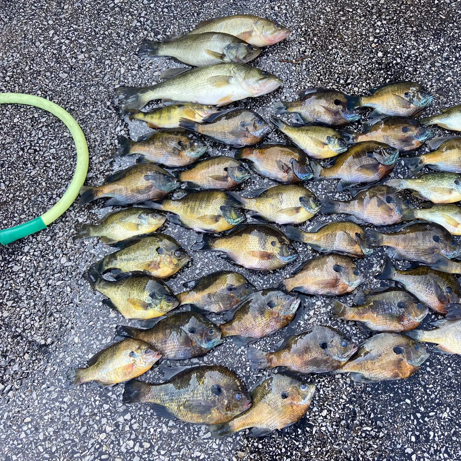 recently logged catches