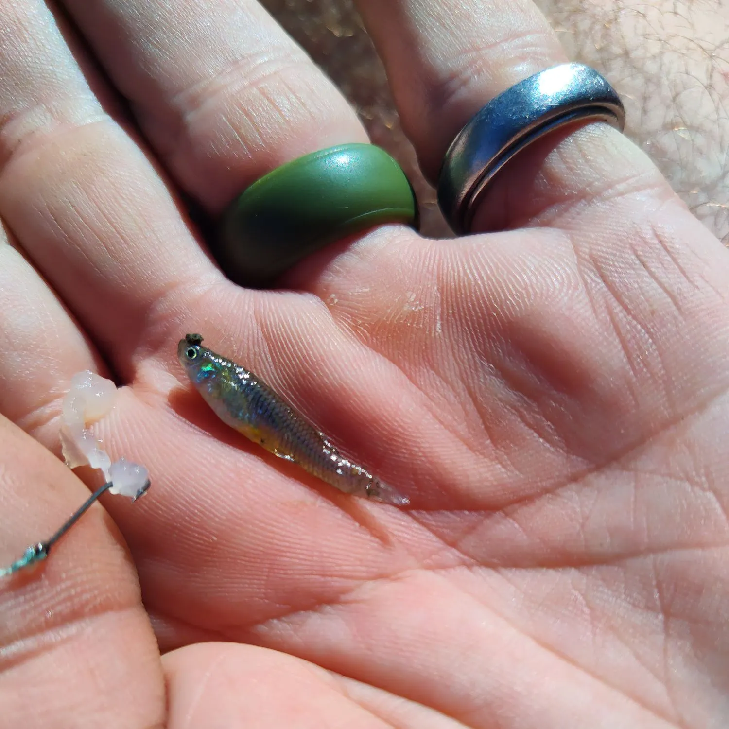 The most recent Western mosquitofish catches on Fishbrain