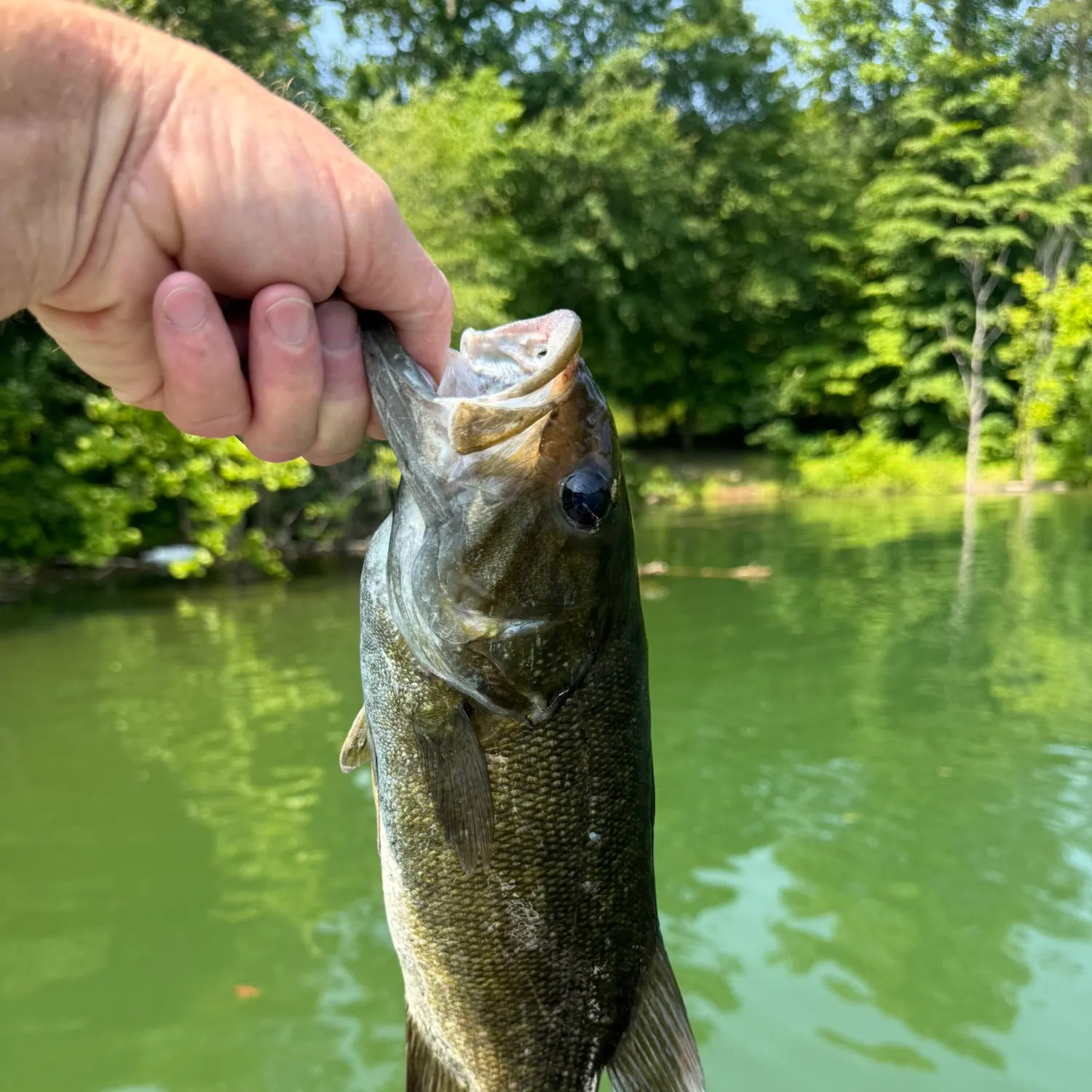 Smallmouth bass caught on Fishbrain
